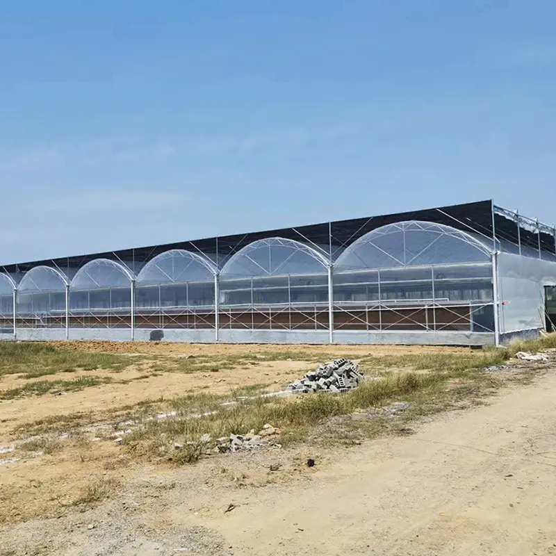 Hot Sale Easily Installed Agricultural Greenhouses Multi Span Greenhouse for Sale