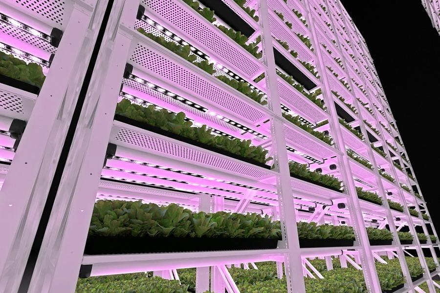 Grow Rack Vertical Indoor Farming Vertical Growing Rack Hydropinic Grow Rack for Cannabis