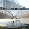 Commercial Greenhouse Agriculatral Greenhouse PC Sheet Glass Multi-Span Film Greenhouse