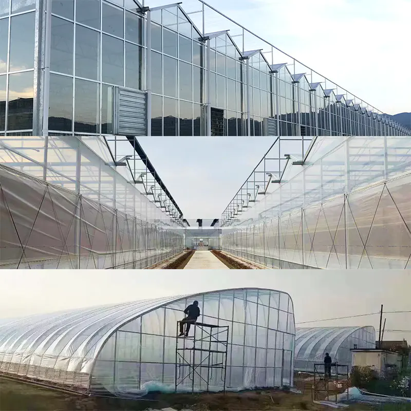 Commercial Greenhouse Agriculatral Greenhouse PC Sheet Glass Multi-Span Film Greenhouse